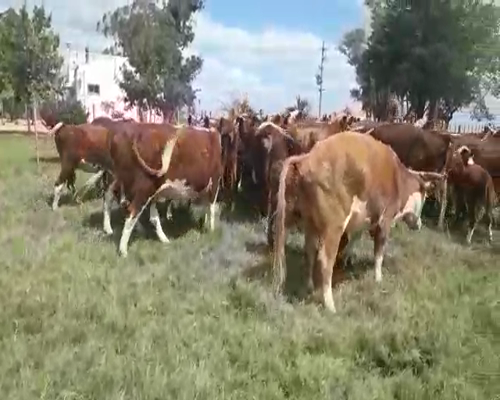 Lote 86 Piezas de cría ANGUS 380kg - , San José