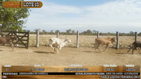 Lote LOTE 15