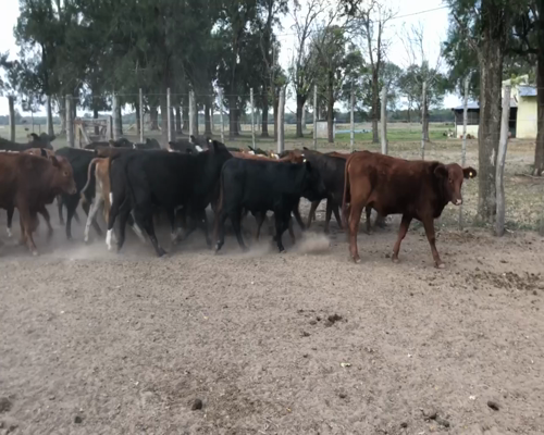 Lote 130 Terneras en Gran Guardia, Formosa