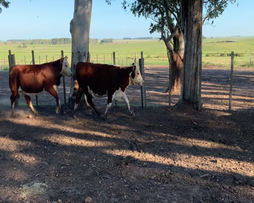 Lote Vaquillonas preñadas