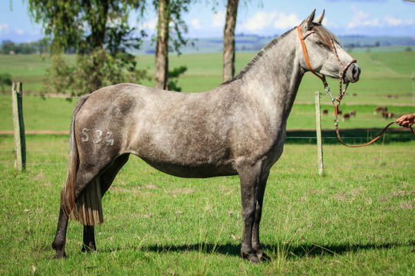 Lote Cocorita 534 De La Casilla