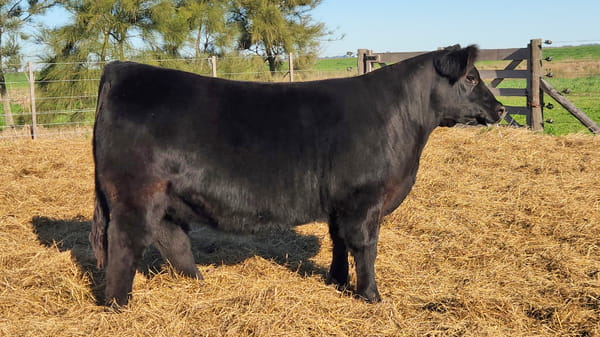 Lote HEMBRAS