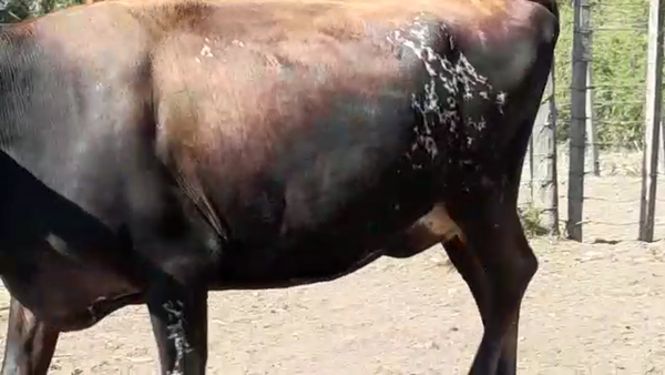 Lote (Vendido)Vaquillonas Lecheras JERSEY en MAL ABRIGO