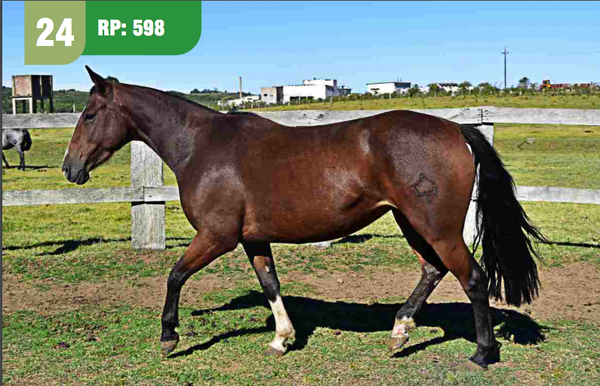 Lote GRANADA CUARTEADOR