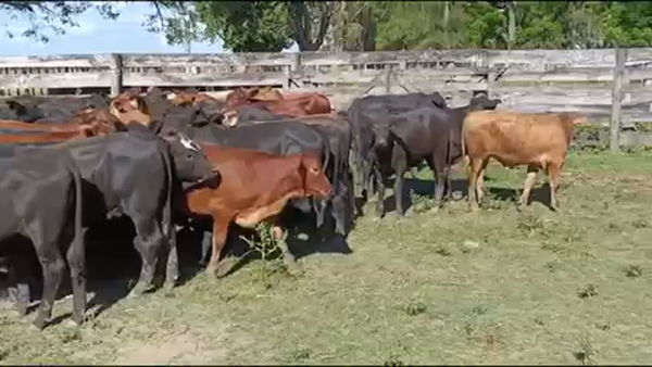 Lote 115 Terneros/as en Gran Guardia, Formosa