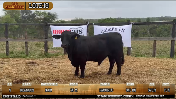 Lote LOTE 19 - VIVO