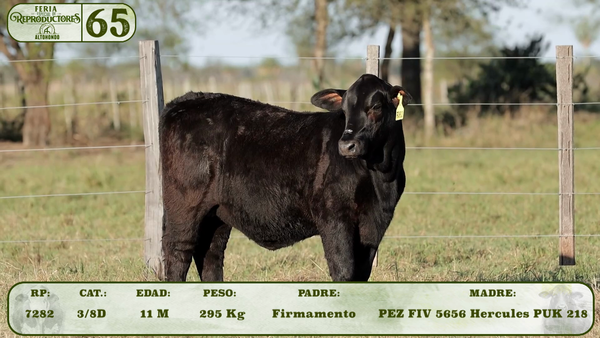 Lote LOTE 65