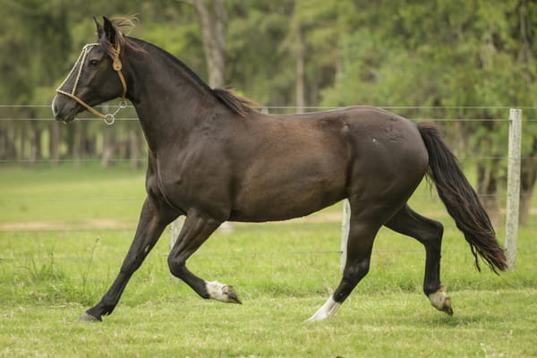Lote Famosa 430 De La Casilla