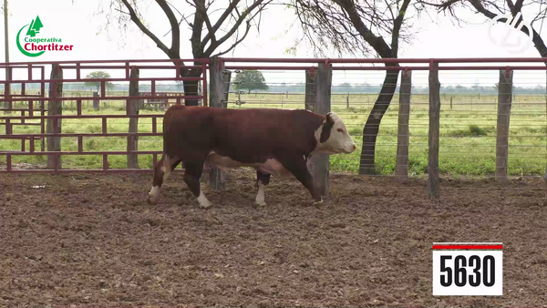 Lote Hereford