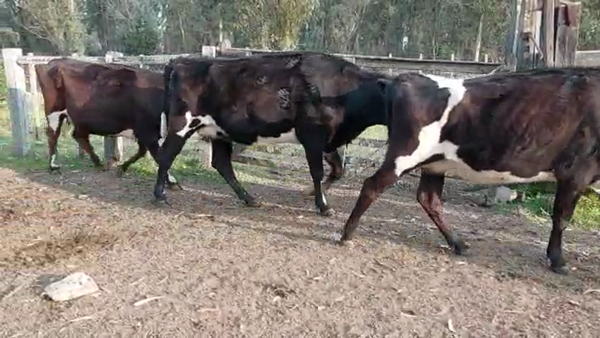 Lote 6 Vaquillonas 1 a 2 años CRUZAS 390kg - , San José