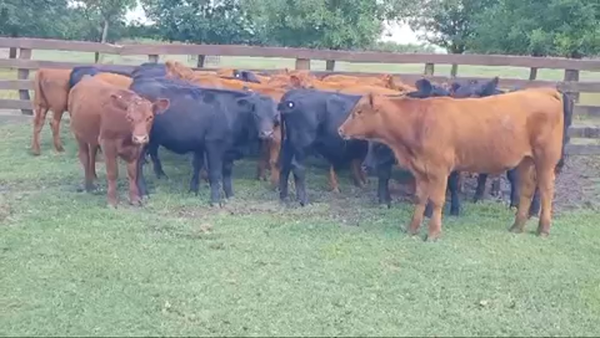 Lote 26 Terneros/as en Villaguay, Entre Ríos