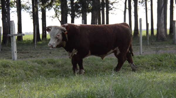 Lote HEREFORD PURO de Origen