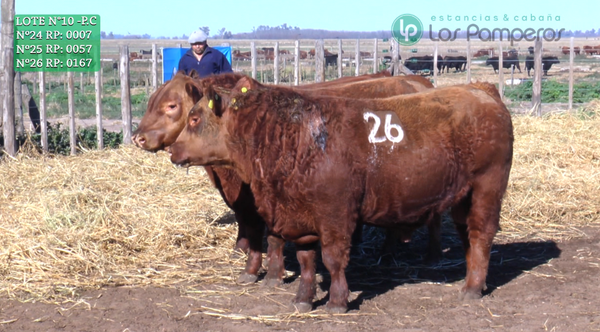 Lote TOROS PUROS CONTROLADOS