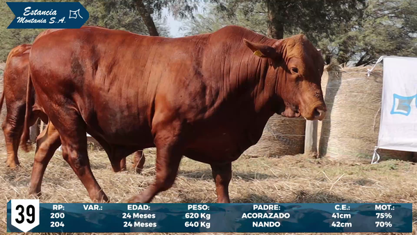 Lote LOTE 39