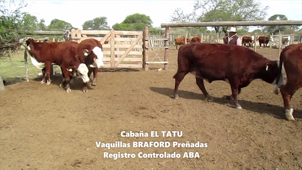 Lote VAQUILLONAS CABAÑA EL TATU