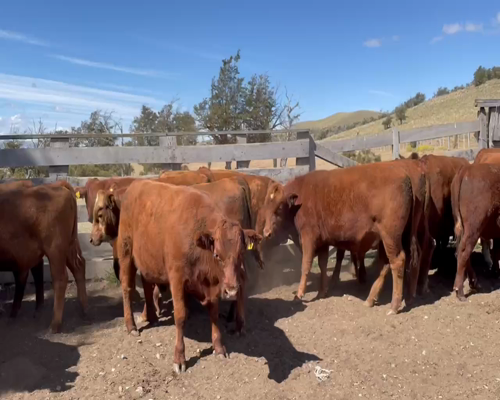 Lote 31 Novillo Engorda en XI Región Aysén, Coyhaique