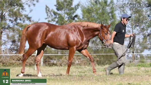 Lote Narbona (BRZ)