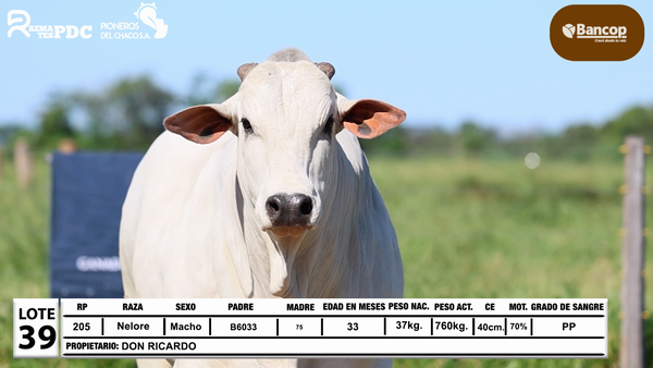 Lote Lote 39