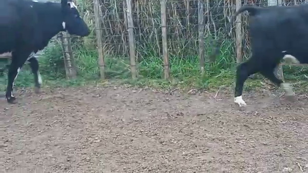 Lote 2 Vaquillonas 1 a 2 años CRUZA 430kg - , San José