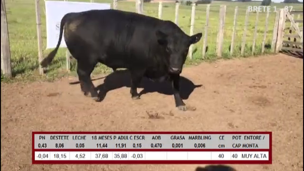 Lote TOROS ABERDEEN ANGUS