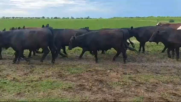 Lote 52 Novillitos en Entre Ríos, Federal