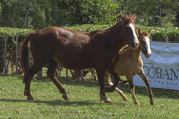Lote CHAKE LAGUNA BRAVA