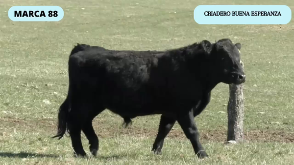 Lote 1 Toro en Coyhaique, XI Región Aysén