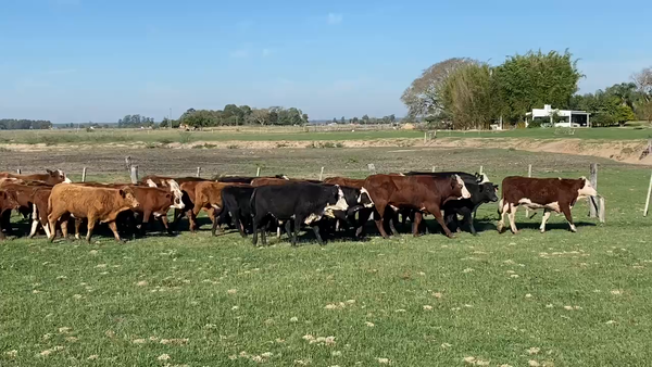 Lote 70 Novillitos en Esquina, Corrientes