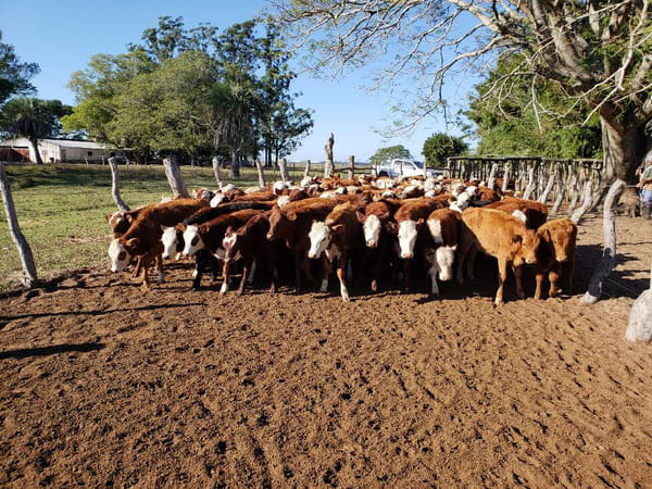 Lote 105 Terneros/as en San Roque, Corrientes