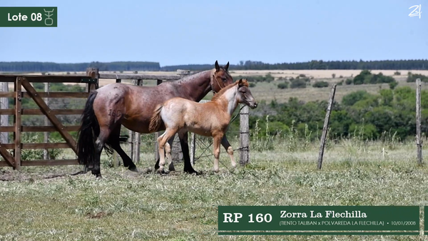 Lote Zorra La Flechilla