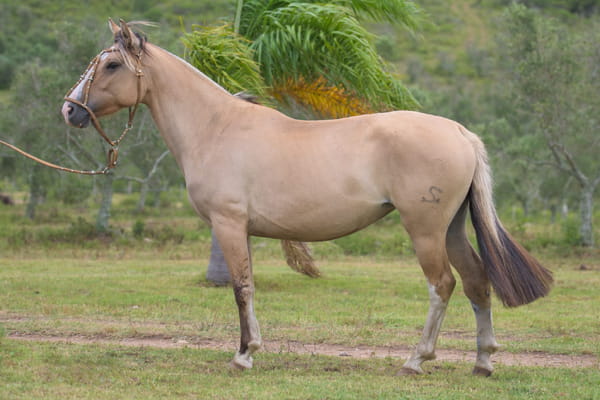 Lote Garantida del Mavial