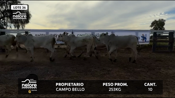 Lote LOTE 36