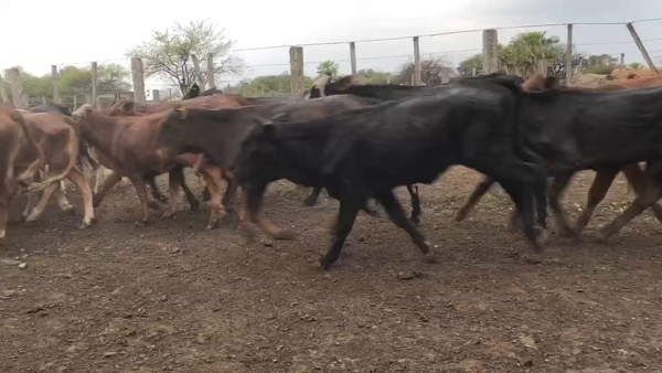 Lote 115 Terneras en Pto. Eva Perón, Chaco