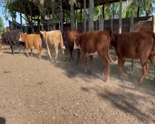 Lote 40 Terneras en San Bautista, Canelones