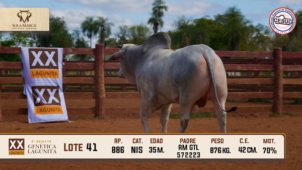 Lote Lote 41