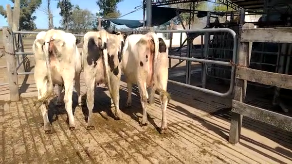 Lote Vaquillonas Preñadas - Tres De Oro