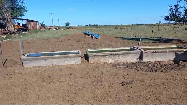 Lote 7 Novillitos Holando Argenitno en Col. Bigand, Sanata Fe