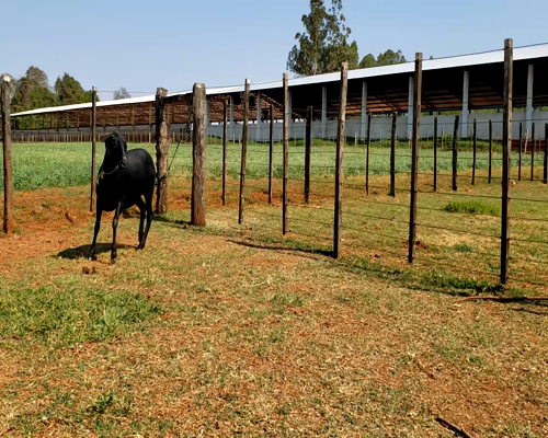 Lote Hembra P1 en Santa Rita