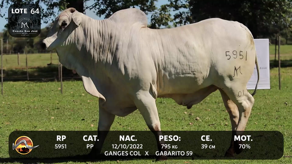 Lote LOTE 64