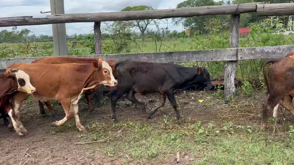 Lote 110 Terneros/as en Riachuelo, Corrientes