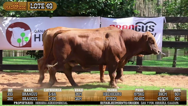 Lote LOTE 49