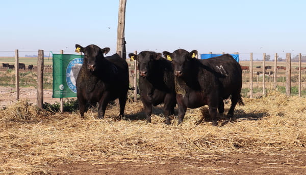 Lote TOROS PUROS CONTROLADOS