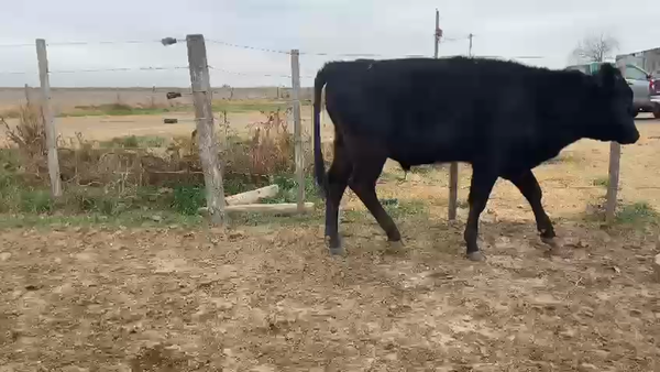 Lote 30 terneros en San Jerónimo del Sauce, Santa Fe