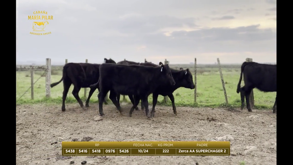 Lote Lote 2 - Maria del Pilar