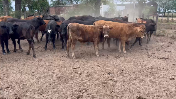 Lote 100 Terneros/as en Juan José Castelli, Chaco