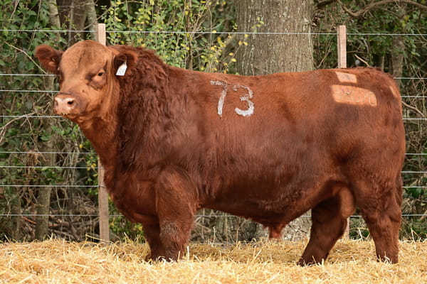 48690 — TOROS ANGUS PC