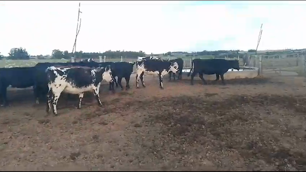 Lote 23 Vaquillonas  Cr AA No en Carreton