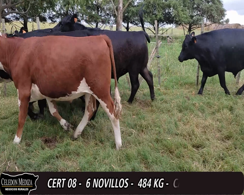 Lote (Vendido)6 Novillos 2 AA,  3 AA X HE,  1 RA X HE 484kg -  en - RUTA 64