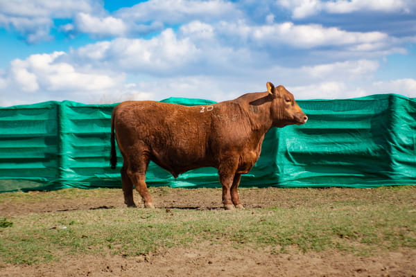 Lote Toros