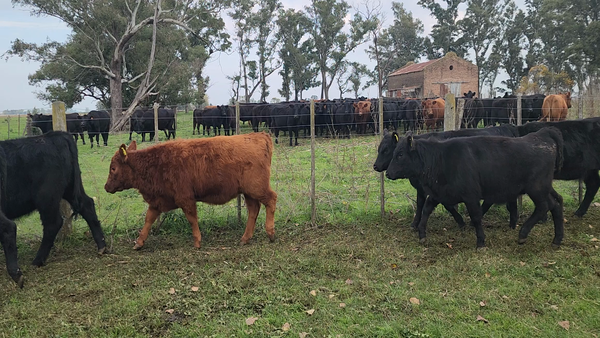 Lote 21 Terneras en Bolivar